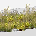 Lush Mixed Shrubs With Green And Yellow Foliage In Natural Outdoor Setting