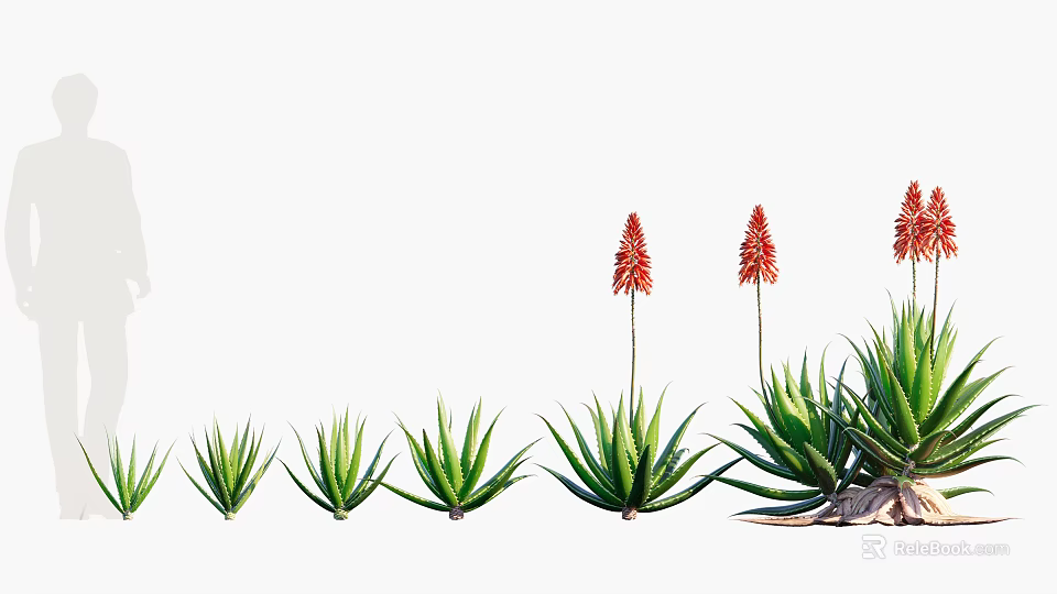 Green Aloe Vera Plants With Red Flower Spikes Growing In Outdoor Garden 3d model 