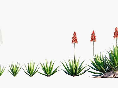Green Aloe Vera Plants With Red Flower Spikes Growing In Outdoor Garden 3d model