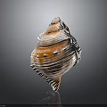 Conch Marine Animal With Spiral Shell Featuring Textured Surface And Orange White Patterns 3d model
