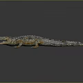 Crocodile Model With Open Mouth Shiny Skin And Gray Background Reflection 3d model