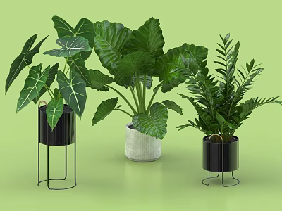 Indoor Potted Plants With Large Green Leaves Ferns And Modern Metal Cement Planters 3d model