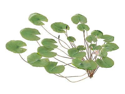 Fresh Green Aquatic Plants with Round Floating Leaves and Small Flower 3d model