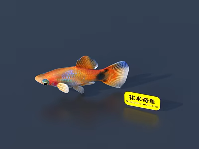 Colorful Mickey Mouse Platy Aquatic Animal Showcasing Orange Blue Body And Black Tail Patterns 3d model