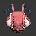Detailed Anatomical Organ 3D Model with Eyeballs Teeth and Colorful Nerve Fibers