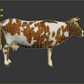 Brown And White Cow Standing On Black Floor With Reflection Against Gray Background