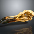 Anatomical Bird Skull Skeleton With Black Yellow Beak On Dark Reflective Background
