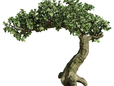 Ornamental Arbor Tree With Curved Trunk Lush Green Leaves And Unique Shape 3d model