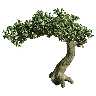 Ornamental Arbor Tree With Curved Trunk Lush Green Leaves And Unique Shape 3d model