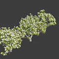 Arbor Trees With Lush Green Foliage And White Blossoms On Black Background