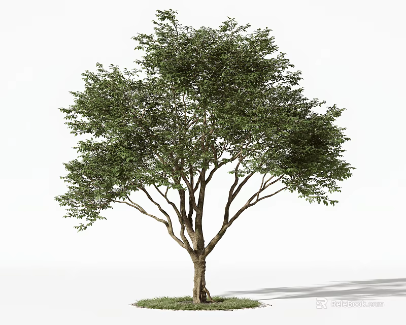 Lush Green Arbor with Thick Trunk and Dense Foliage on Grass Patch 3d model 