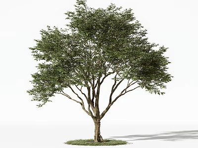 Lush Green Arbor with Thick Trunk and Dense Foliage on Grass Patch 3d model
