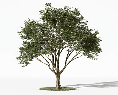 Lush Green Arbor with Thick Trunk and Dense Foliage on Grass Patch 3d model