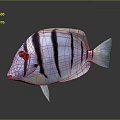 3D Rendered Fish With Black And White Stripes And Blue Tail On Dark Background