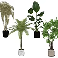 Different Types of Indoor Potted Plants with Green Leaves and Varied Planters