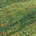 Lush Green Grass Field With Colorful Fallen Leaves And Small White Flowers
