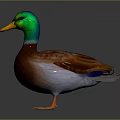 Realistic Duck With Green Head Yellow Beak Brown Body And Orange Feet
