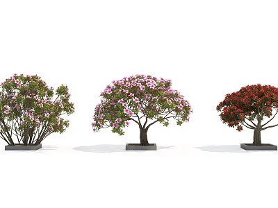 Three Flowering Trees With Pink Red Blooms In Black Square Planters White Background 3d model