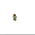 Sunflower Plant with Yellow Petals Brown Center Green Stem Leaves in Yellow Brown Flower Pot