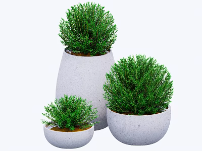 Potted Bonsai Plants with Green Leaves in White Pots Three Different Sizes Home Decor 3d model