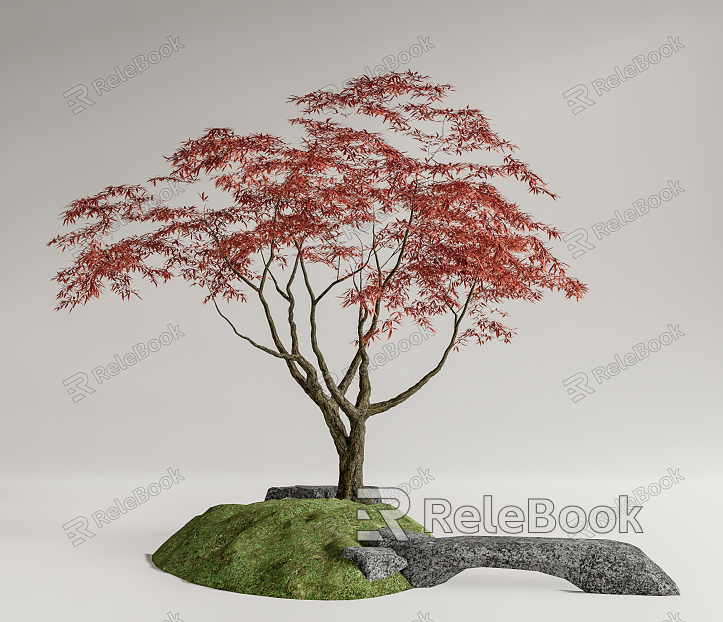 Modern Red Maple Red Maple Landscape Tree Landscape Stone Terrain model