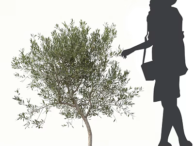 Silhouette of a Woman with Handbag Reaching to Touch Arbor with Green Foliage 3d model