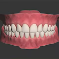 Anatomically Accurate Dental Organ Model With Pink Gum And White Teeth Structure