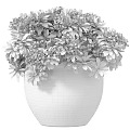 Exquisite Bonsai Plant in Blue and White Patterned Pot with Green Leaves and White Flowers