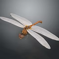 Detailed Dragonfly With Transparent Wings And Brown Body Against Dark Background In Macro View