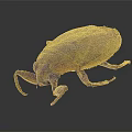 Brown Beetle With Wings And Legs On Dark Background Surface
