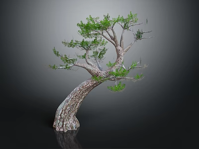 Unique Curved Trunk Tree With Lush Green Foliage Against Dark Background With Reflection 3d model