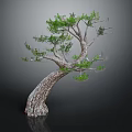 Unique Curved Trunk Tree With Lush Green Foliage Against Dark Background With Reflection