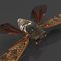 Close Up View Of Cicada With Brown Wings And Detailed Body Structure
