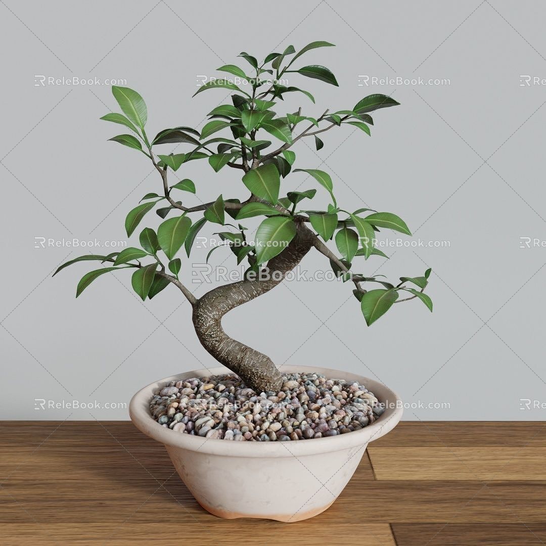 Bonsai banyan bonsai bonsai plant bonsai small banyan tree small banyan tree banyan tree 3d model