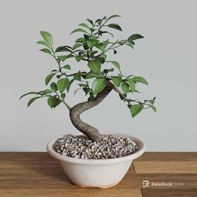 Bonsai Tree with Curved Trunk Green Leaves in Light Pot with Pebbles on Wooden Tabletop 3d model 