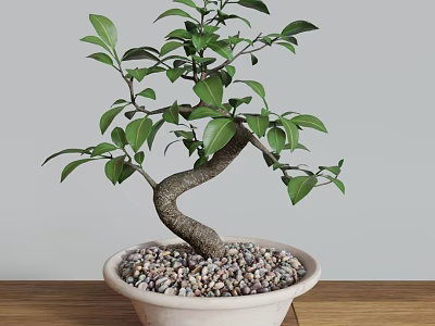 Bonsai Tree with Curved Trunk Green Leaves in Light Pot with Pebbles on Wooden Tabletop 3d model