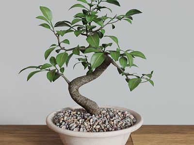 Bonsai banyan bonsai plant bonsai small banyan tree small banyan tree banyan tree 3d model