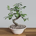Bonsai Tree with Curved Trunk Green Leaves in Light Pot with Pebbles on Wooden Tabletop