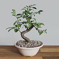 Bonsai banyan bonsai bonsai plant bonsai small banyan tree small banyan tree banyan tree 3d model