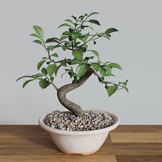 Bonsai banyan bonsai plant bonsai small banyan tree small banyan tree banyan tree 3d model