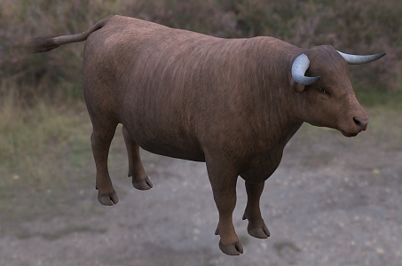 Modern Dexter Cow Animal Creatures 3d model