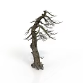 Dry Tree with Rough Trunk and Leafless Branches Standing Against White Background