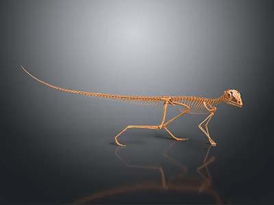 Small Animal Skeleton Display With Long Tail And Detailed Bone Structure On Dark Reflective Surface 3d model