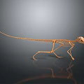 Small Animal Skeleton Display With Long Tail And Detailed Bone Structure On Dark Reflective Surface 3d model