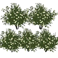 Vase Flowers With White Small Blooms And Green Leaves Decorative Arrangement