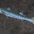 Northern Pike Freshwater Aquatic Animal With Green Silver Body And Sharp Teeth
