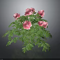 Vibrant Pink Flowering Plant With Blooming Blooms And Lush Green Leaves