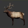 Realistic 3D Deer Model In Standing Pose With Large Antlers And Brown Coat