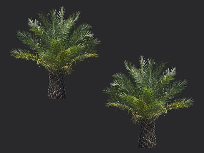 Two Healthy Arbor Palm Trees with Green Lush Fronds and Thick Trunks Isolated on Dark Background 3d model
