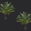 Two Healthy Arbor Palm Trees with Green Lush Fronds and Thick Trunks Isolated on Dark Background